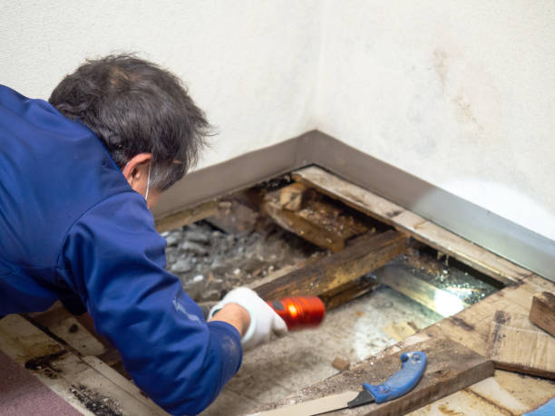 Best Commercial Mold Removal  in Benton, LA