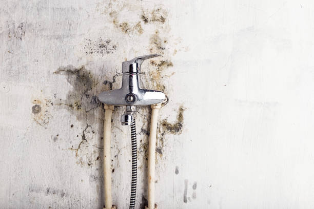 Best Mold Remediation  in Benton, LA