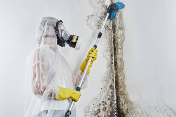 Best Crawl Space Mold Removal  in Benton, LA