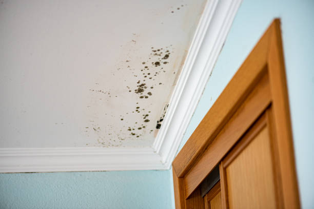 Best Certified Mold Removal  in Benton, LA