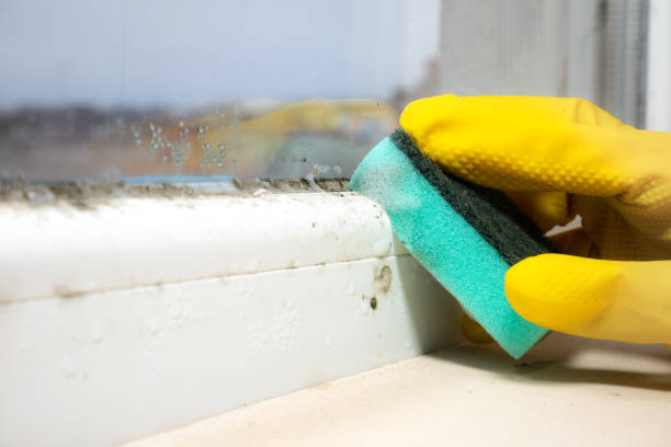 Best Mold Cleaning Services  in Benton, LA