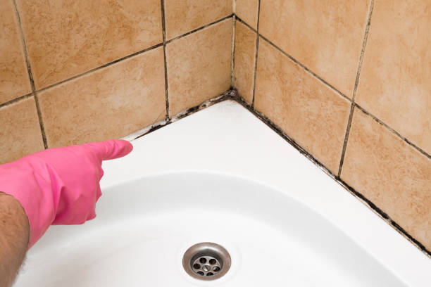 Best Residential Mold Removal  in Benton, LA