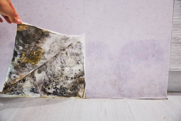Benton, LA Mold Removal Company